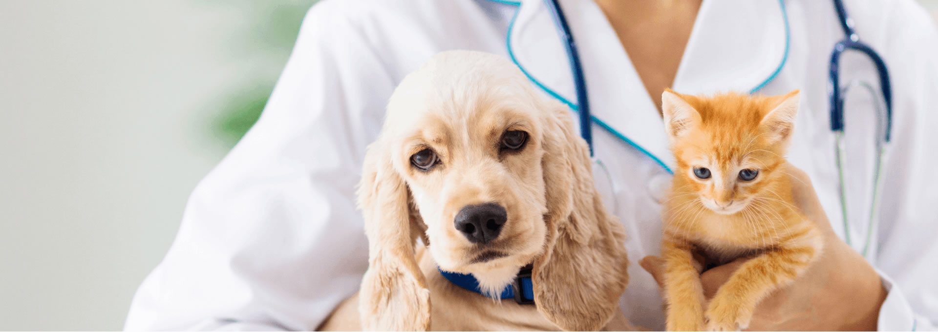 seguro veterinario para mascotas